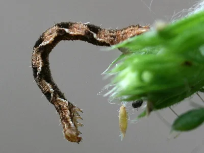 Eupithecia virgaureata