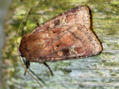Diarsia rubi