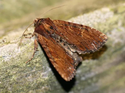 Apamea (Apamea) crenata