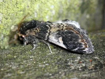 Notodonta tritophus