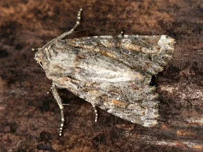 Mesapamea secalis