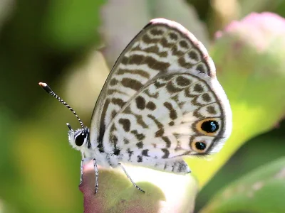 Leptotes cassius