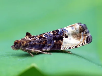 Hedya nubiferana