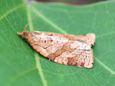 Adoxophyes orana