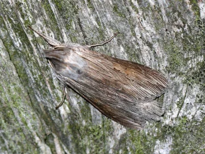 Cucullia umbratica
