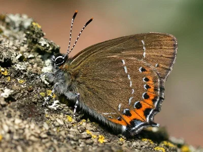 Satyrium (Strymonidia) pruni