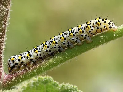 Cucullia verbasci