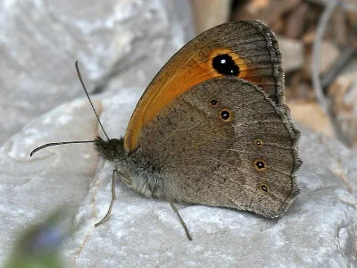 Pyronia (Pyronia) tithonus