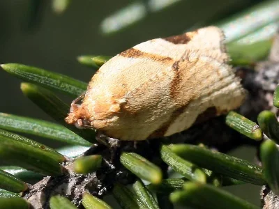 Clepsis spectrana