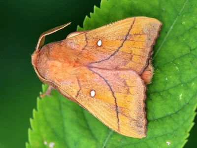 Odonestis pruni