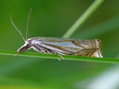 Crambus lathoniellus