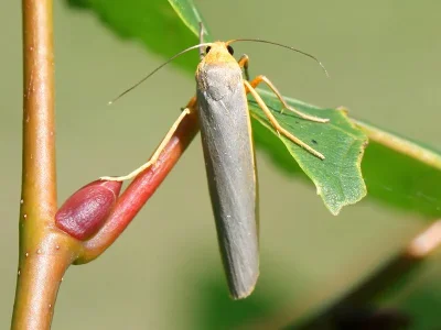 Eilema (Manulea) complana