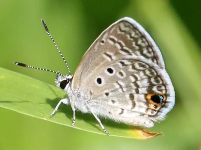 Hemiargus ceraunus