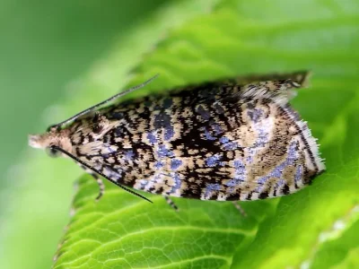 Syricoris lacunana
