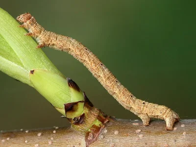 Peribatodes rhomboidaria