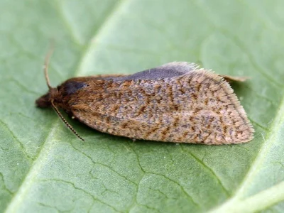 Clepsis senecionana