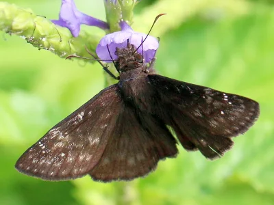 Gesta (Erynnides) zarucco