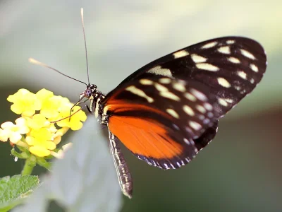 Heliconius hecale