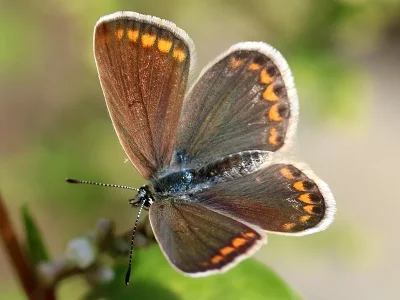 Polyommatus (Polyommatus) icarus