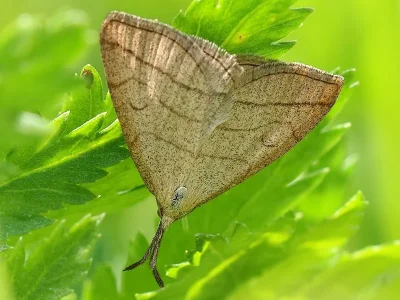Polypogon tentacularia