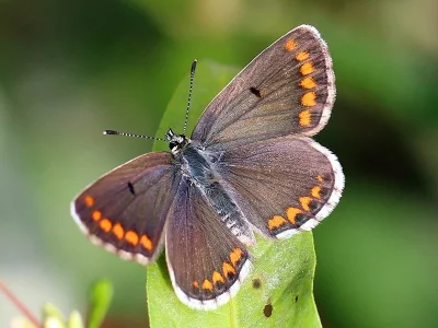 Aricia (Aricia) agestis
