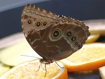 Morpho (M.) helenor peleides