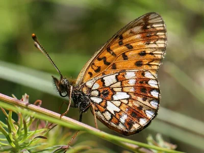 Boloria (Clossiana) selene