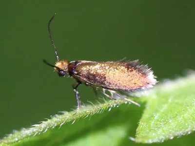 Micropterix calthella