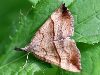 Hypena (Hypena) proboscidalis