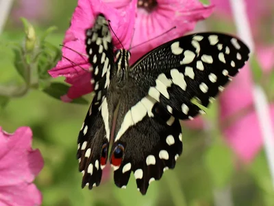 Papilio (Princeps) demodocus