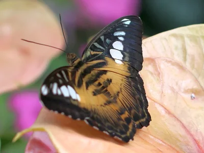 Parthenos sylvia