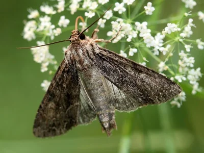 Apamea (Abromias) monoglypha