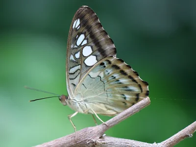 Parthenos sylvia