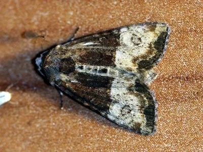 Mesoligia furuncula