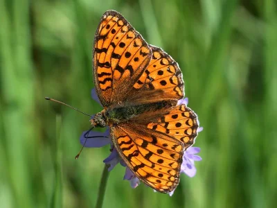 Argynnis (Fabriciana) niobe