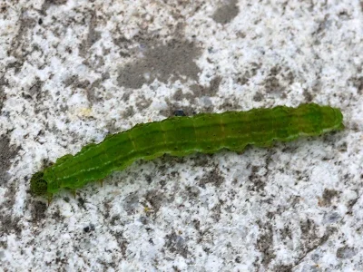 Hypena (Hypena) proboscidalis