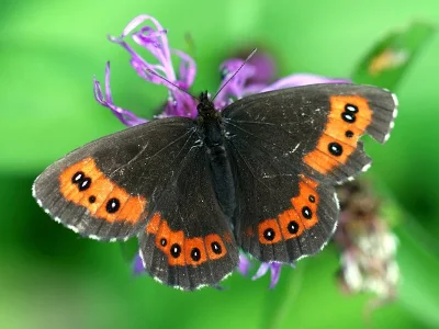 Erebia ligea