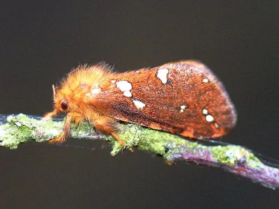 Phymatopus hecta