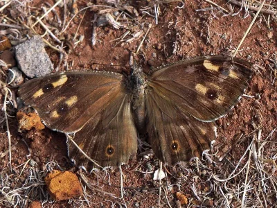 Hipparchia (Parahipparchia) semele