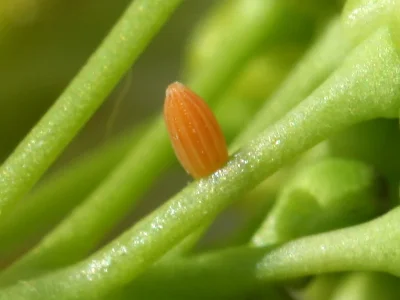 Anthocharis (A.) cardamines