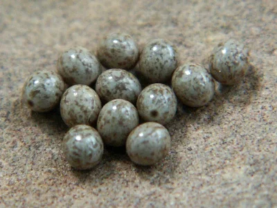 Lasiocampa (Lasiocampa) quercus