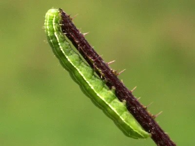 Amphipyra (Amphipyra) tragopoginis