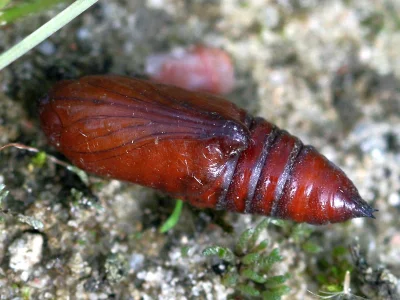 Hadena (H.) bicruris