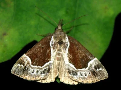 Hypena (Bomolocha) crassalis