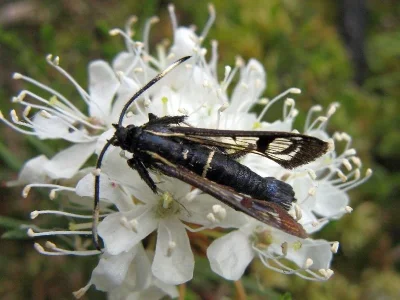 Synanthedon spheciformis