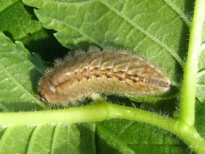 Satyrium (Strymonidia) w-album