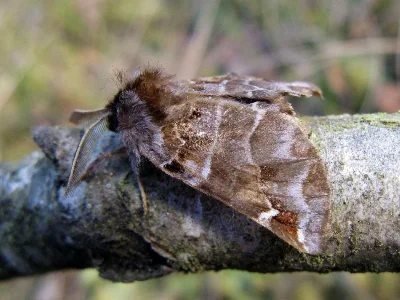 Pygaera timon