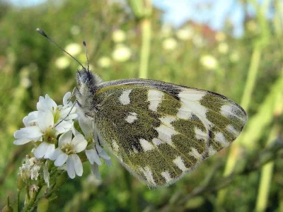 Pontia edusa