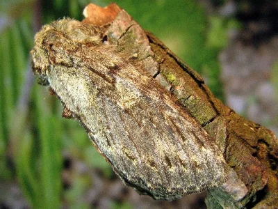 Peridea anceps