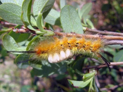 Orgyia (Telochurus) recens